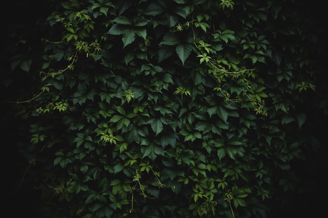 Het priveleven van Dilan Yeşilgöz: haar echtgenoot en familie