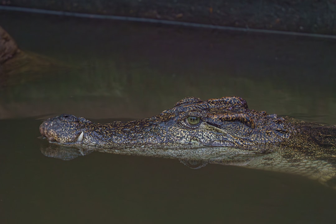 Waarom crocs voor kinderen zo populair zijn