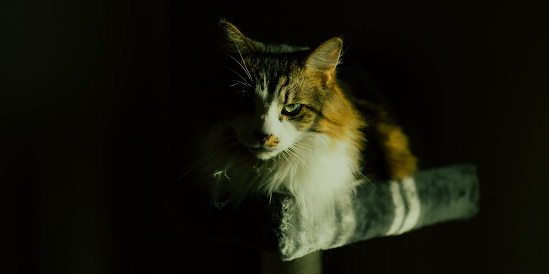 Snel en makkelijk een screenshot maken op je laptop